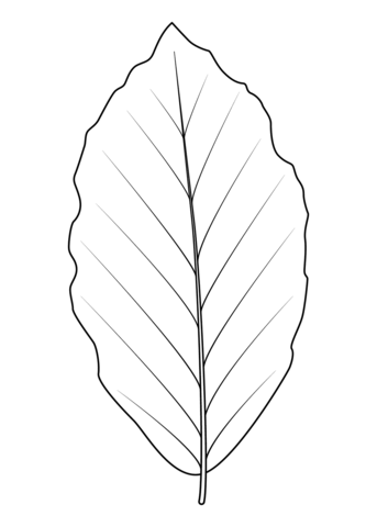 European Beech Leaf Coloring Page